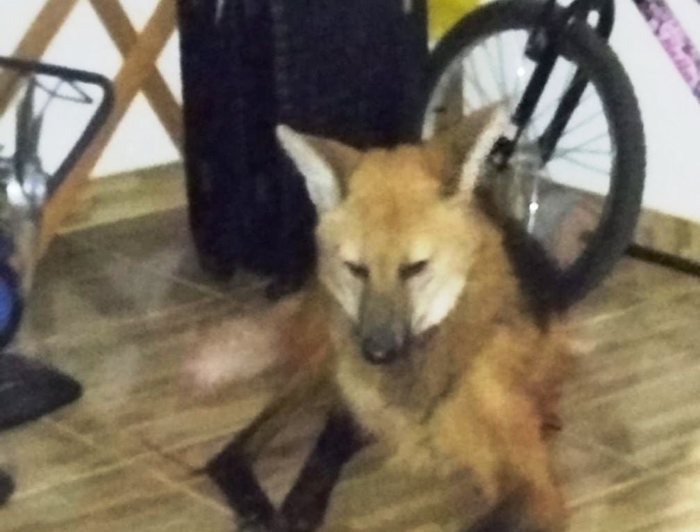 Bombeiros de Marília resgatam lobo-guará em residência de Ocauçu