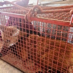 Bombeiros de Marília resgatam lobo-guará em residência de Ocauçu