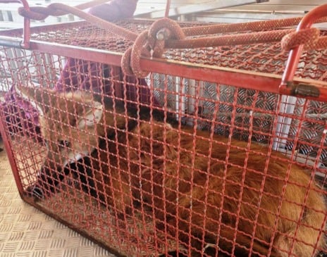 Bombeiros de Marília resgatam lobo-guará em residência de Ocauçu