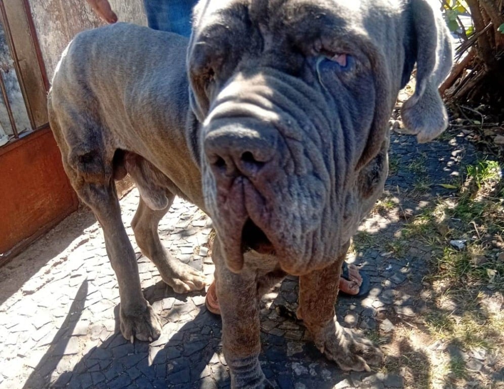 O serviço de gestão da causa animal de Marília anunciou reforço das medidas de vigilância contra casos de maus-tratos a animais, 