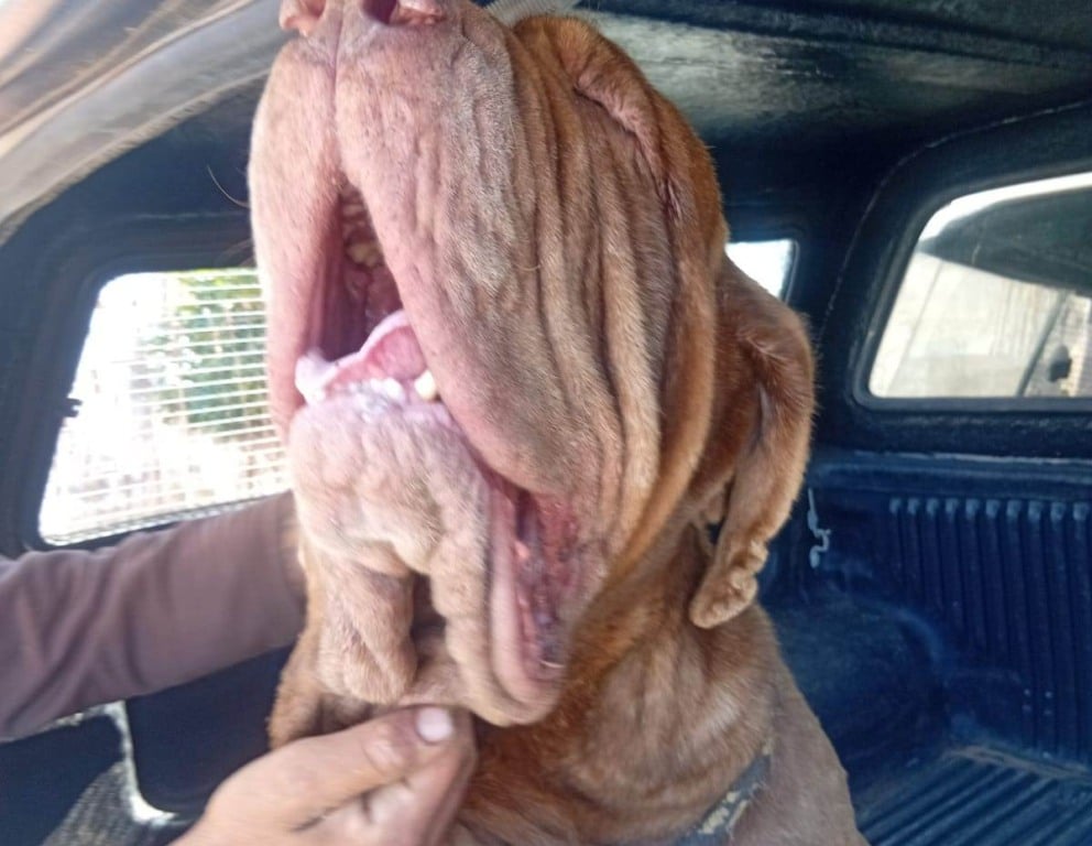 O serviço de gestão da causa animal de Marília anunciou reforço das medidas de vigilância contra casos de maus-tratos a animais, 