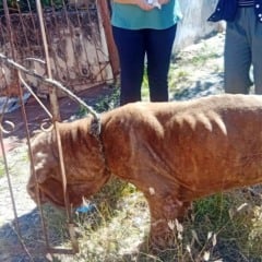 Marília anuncia reforço de vigilância contra maus-tratos a animais