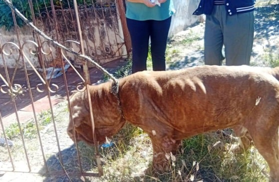 Marília anuncia reforço de vigilância contra maus-tratos a animais