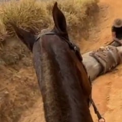 Morreu sem patas, sem nome e sem justiça