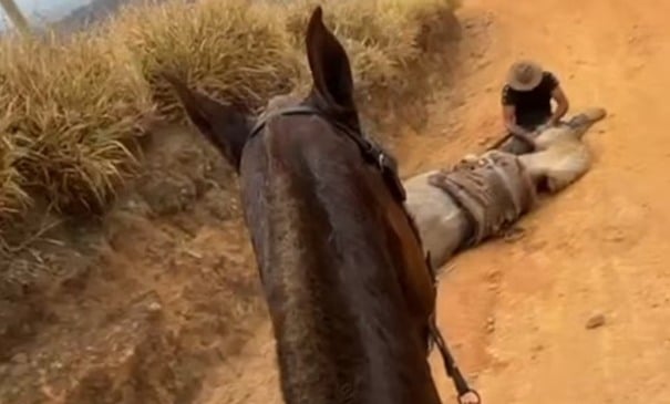 Morreu sem patas, sem nome e sem justiça
