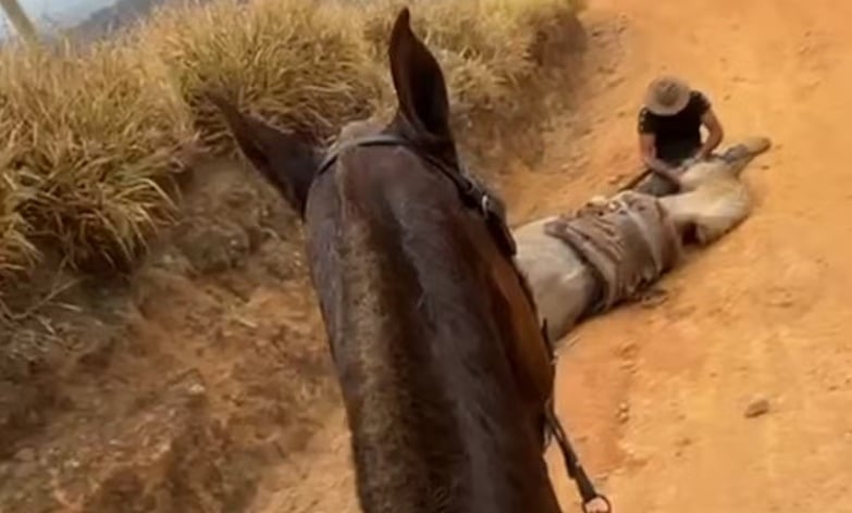Morreu sem patas, sem nome e sem justiça