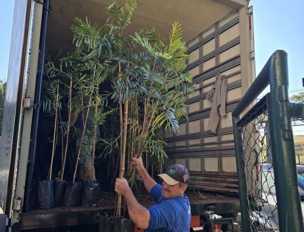 Prefeitura incentiva arborização com 2.000 mudas em Marília