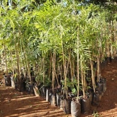 Prefeitura incentiva arborização com 2.000 mudas em Marília