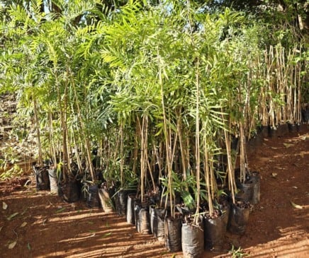 Prefeitura incentiva arborização com 2.000 mudas em Marília