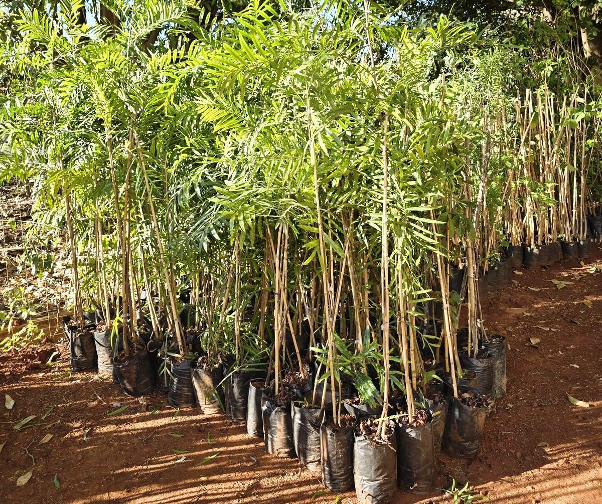 Prefeitura incentiva arborização com 2.000 mudas em Marília