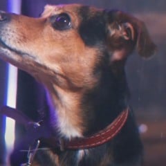 Pituco, cão herói de Marília, vai ajudar aulas de português na Argentina