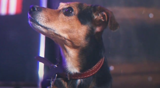 Pituco, cão herói de Marília, vai ajudar aulas de português na Argentina