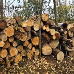 Bosque de Marília corta árvores por 'risco de queda' e atende projeto social