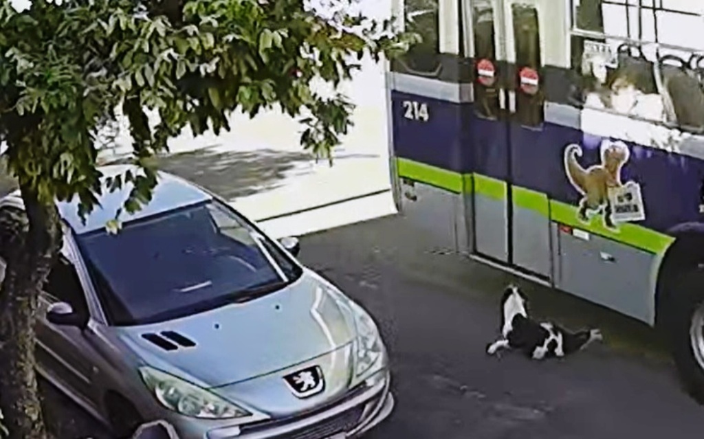 Empresa anuncia ajuda a tutor após atropelamento de cachorra em Marília 