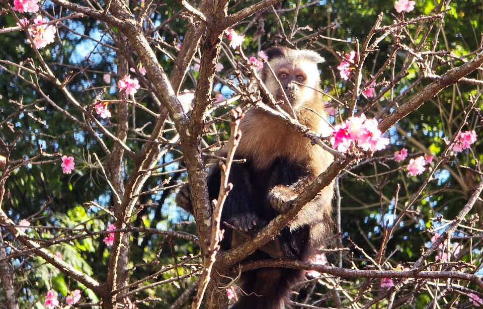 Proteção a animais na zona urbana de Marília deve mudar sinalização em ruas