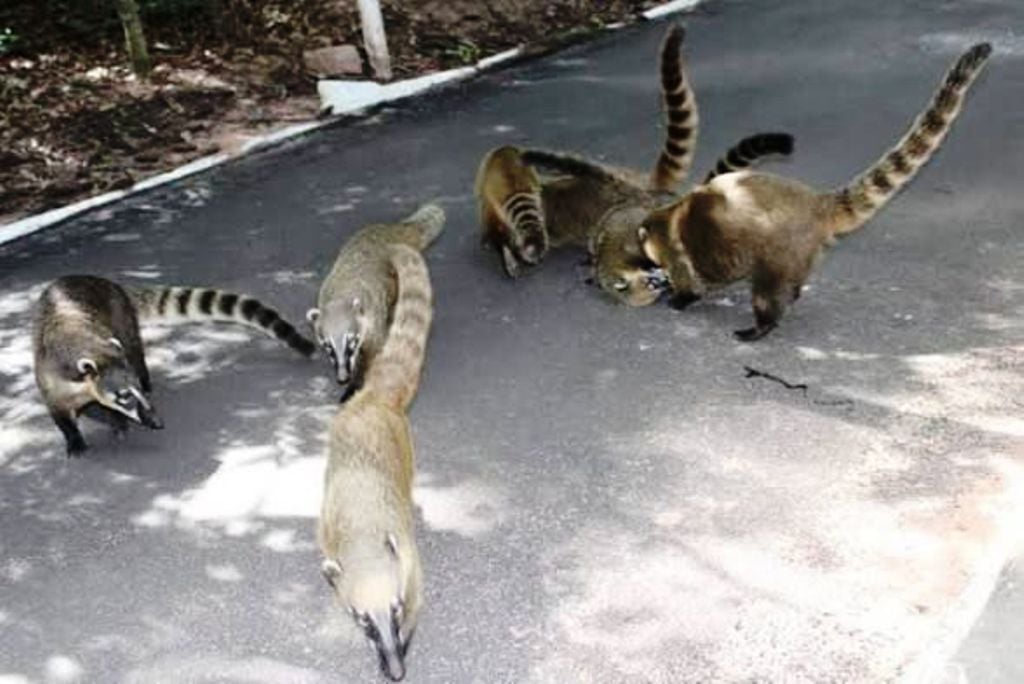 Maus-tratos contra quatis provoca alerta na região do Bosque em Marília