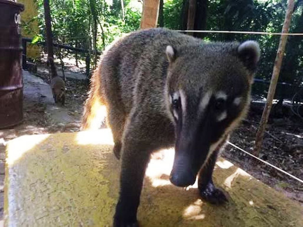 Maus-tratos contra quatis provoca alerta na região do Bosque em Marília