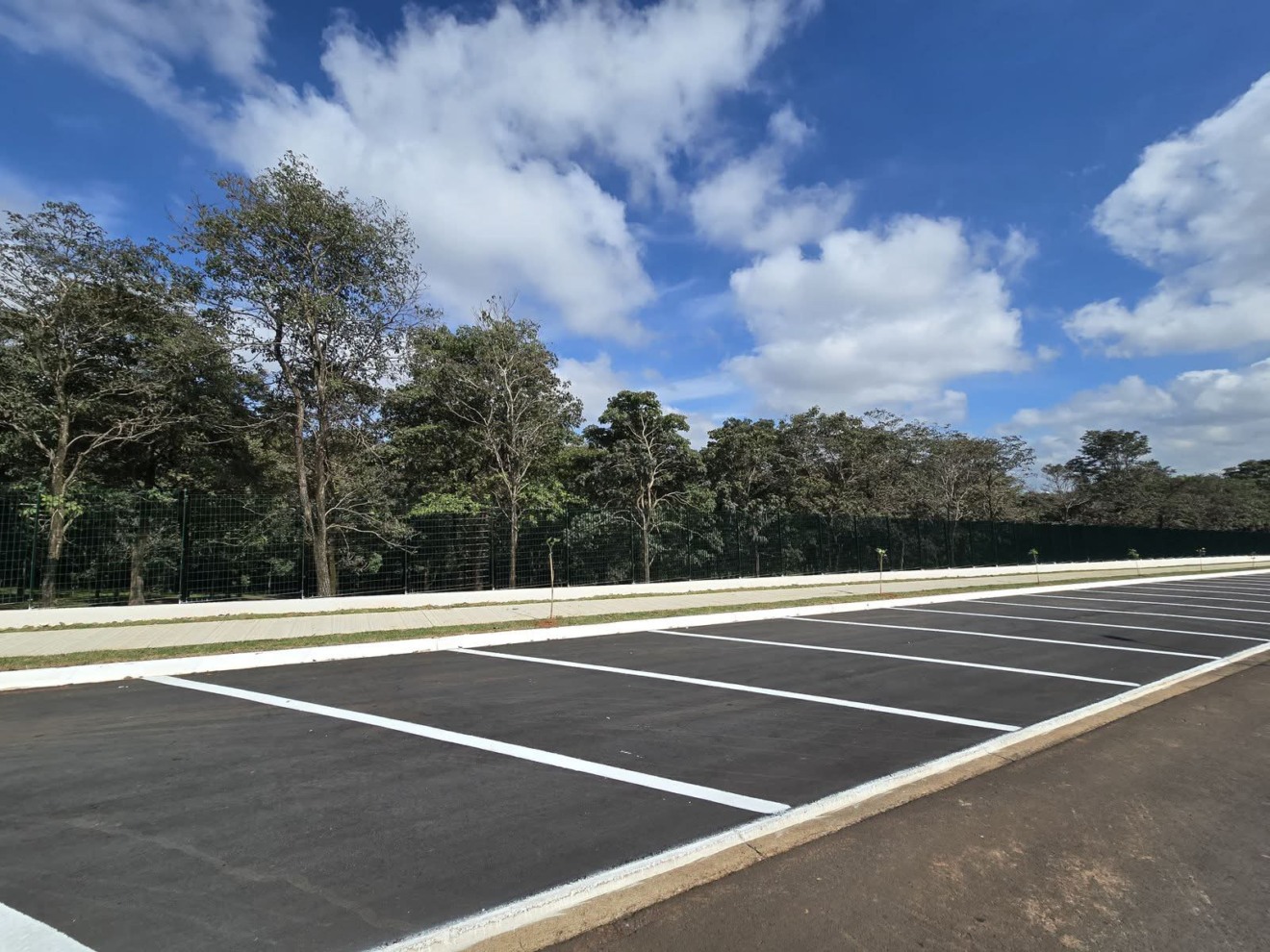 Plantio de 40 ipês-brancos muda visual em nova avenida de Marília
