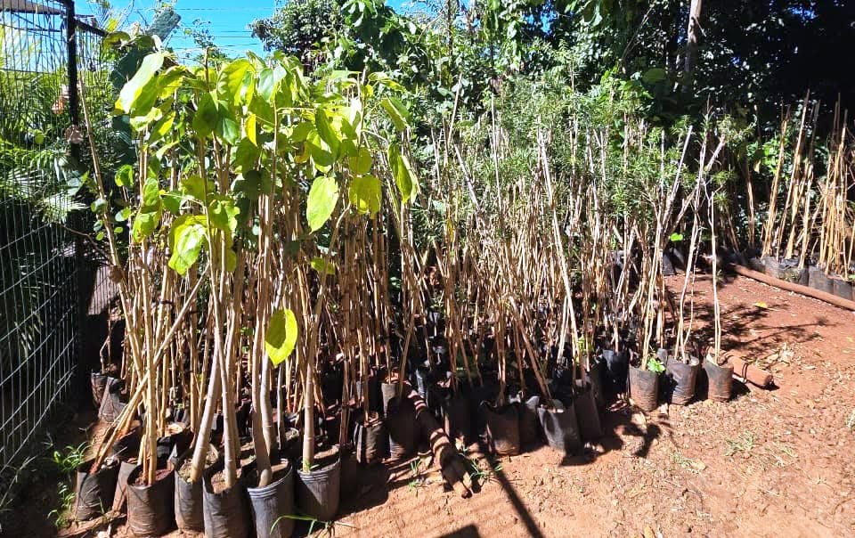 Marília recebe 1.656 mudas para recompor áreas, reflorestar e arborizar zona urbana
