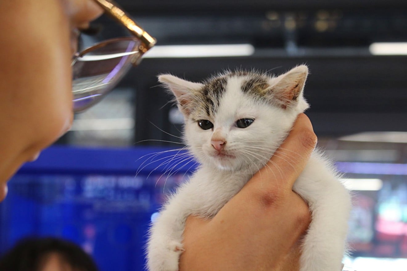 Feira para adoção leva Pets até Terminal Urbano e terá mais edições em Marília