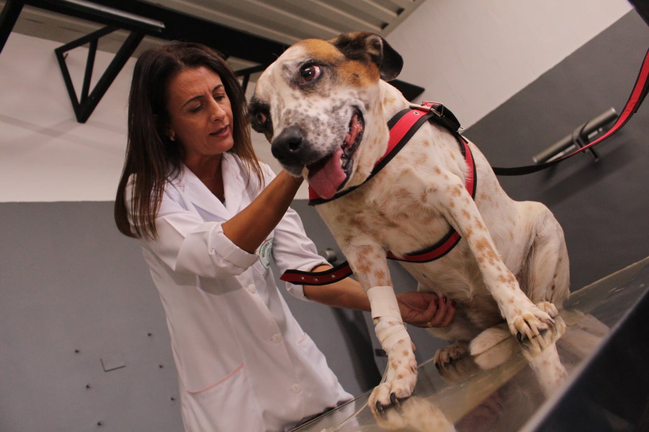 Curso de Medicina Veterinária da Unimar Celebra 40 Anos de Excelência