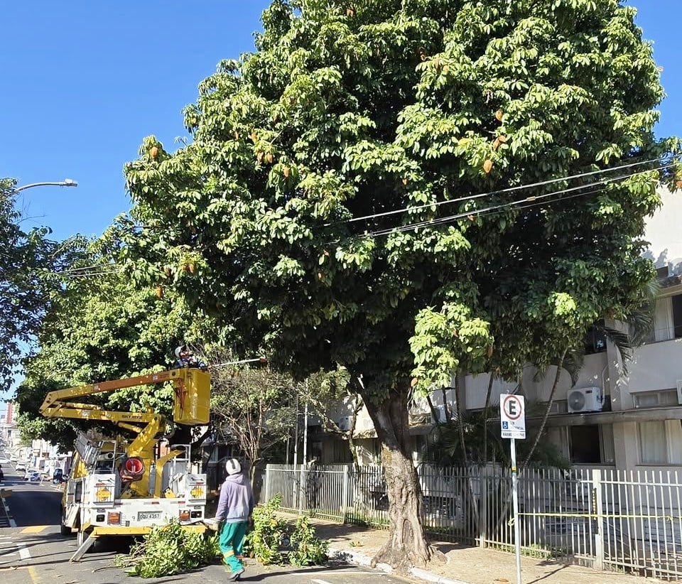 Árvores recebem 'poda de segurança' em rua do centro de Marília