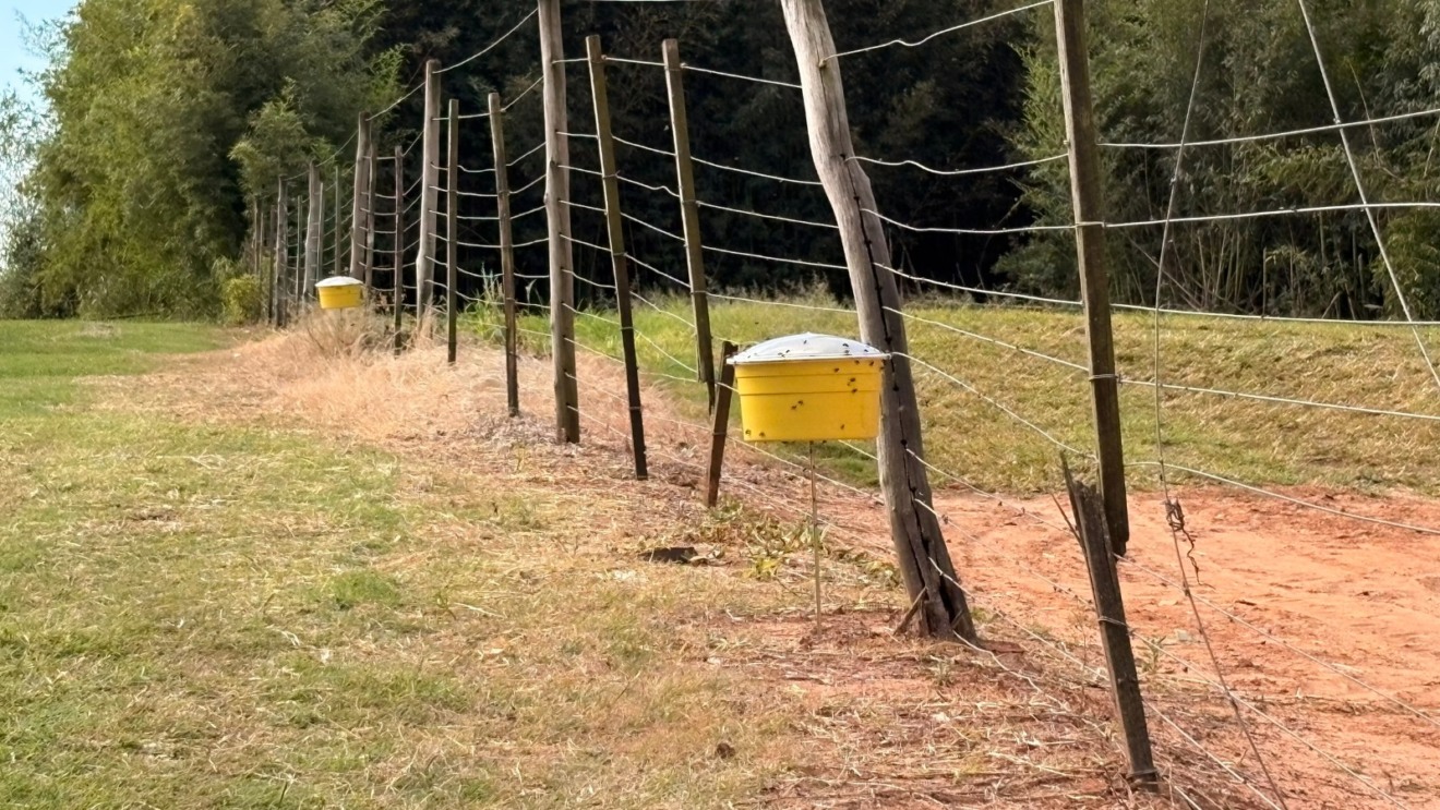 Moscas em granja mobilizam Vigilância e Defesa Agropecuária em Pompeia