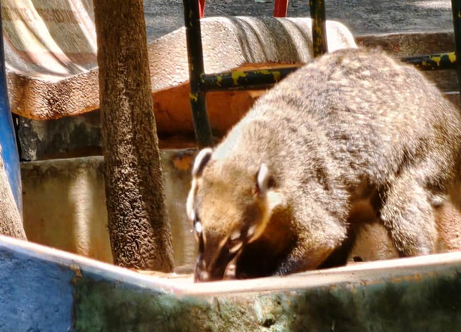 Moradores pedem de pedalinho a concha acústica e restaurante no Bosque em Marília