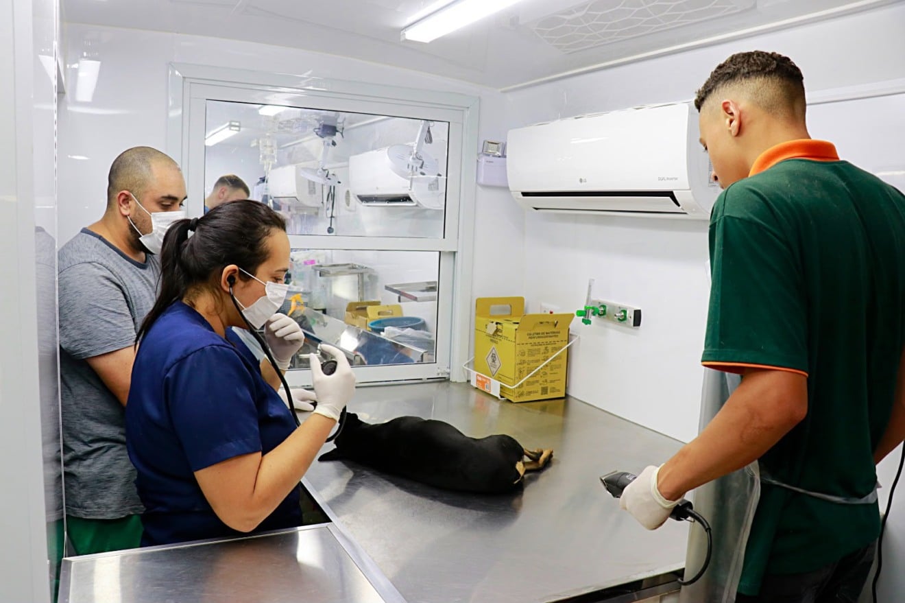 Prefeitura abre inscrição para mutirão de castrações em cães e gatos em Marília