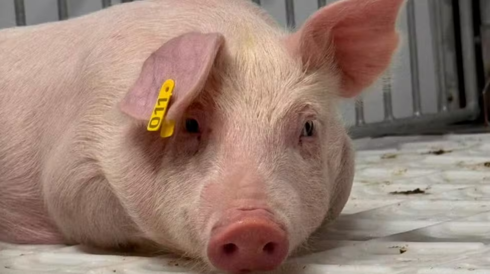 Veterinária formada em Marília participa de estudo inovador em biotecnologia e xenotransplantes